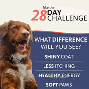 Salmon Oil - Omega 3 Health Booster Nutriamazonia Dogs - nutriamazonia